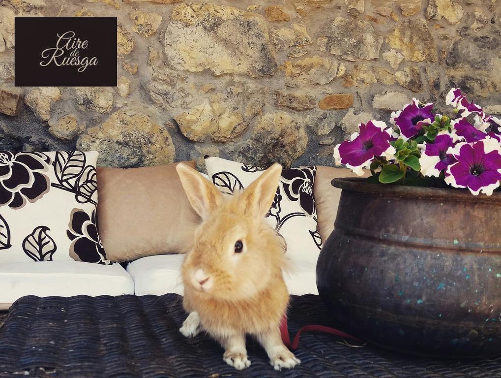 Aire De Ruesga Hotel Kültér fotó